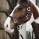 Kentucky Horsewear Licol en Nylon Tressé