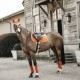 Kentucky Horsewear - Bonnet Velvet Orange