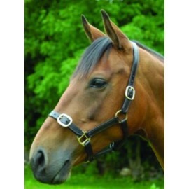 LICOL EN CUIR ANGLAIS YEARLING