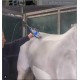 CRYOTHERAPIE KAASEN EQUINE