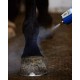 CRYOTHERAPIE KAASEN EQUINE