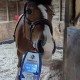 CRYOTHERAPIE KAASEN EQUINE