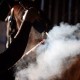 CRYOTHERAPIE KAASEN EQUINE