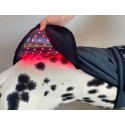 Photonic Canine Therapy Tec