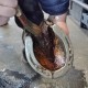 HOOF FLUID - SOIN FOURCHETTE / SOLE