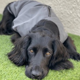 PAWDAW OF LONDON - LUXURY CHIEN MANTEAU REFRAICHISSANT
