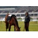 TAPIS CAMEO RACING